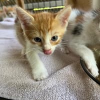 MICKEY, chat à adopter