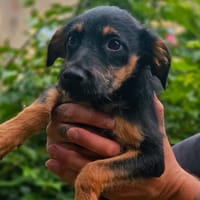 WICK, chien à adopter