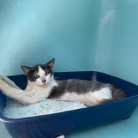CANELLE, chat à adopter