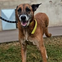 TEA, chienne à adopter