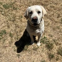 Ulys, chien à adopter