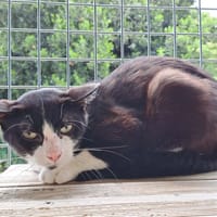 MORBIER QCT, chatte à adopter
