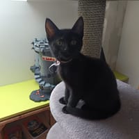 FLORA, chatte à adopter