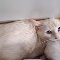 CAMEMBERT QCT, chatte à adopter