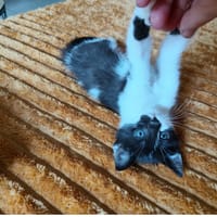 Blu, chat à adopter