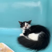 CACAO, chat à adopter