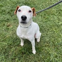 SAM, chien à adopter