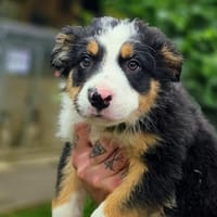 DRAVOK, chien à adopter