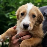 CHIBI, chien à adopter
