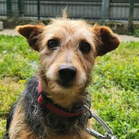 MARMELADE, chienne à adopter