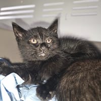 Panko, chat à adopter