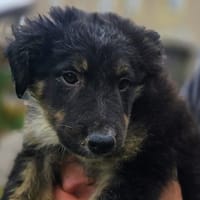 MORGHUL, chien à adopter