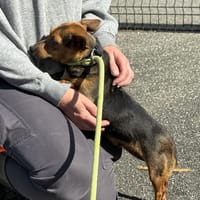 CHOUPETTE VAA, chienne à adopter