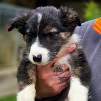 FERGUSSA, chienne à adopter