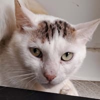 CANTAL QCT, chat à adopter