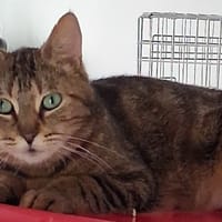Clochette, chatte à adopter