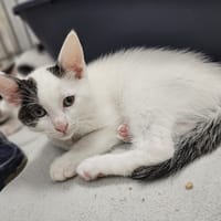 LOUPI, chatte à adopter