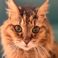 Josie CAB5523, chatte à adopter