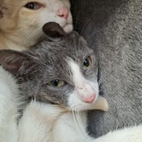 LOIC QCT, chat à adopter