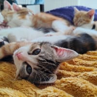 BABOU, chatte à adopter
