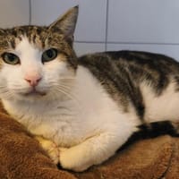 Honey CAB5211, chat à adopter