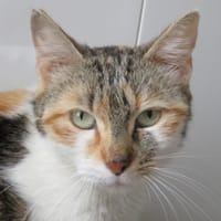 EDEN, chatte à adopter
