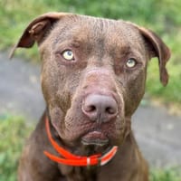 MARSEL, chien à adopter
