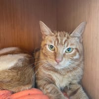 marlow, chat à adopter