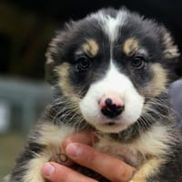 KHAELIS, chienne à adopter