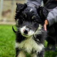 NOCTHAR, chien à adopter