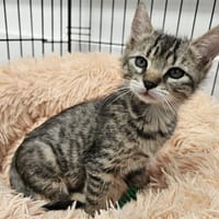 ODIN, chat à adopter