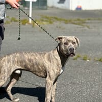 HARPER VAA, chien à adopter