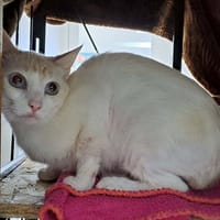 HALLOUMI QCT, chatte à adopter