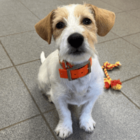 KOHAKU, chienne à adopter
