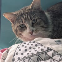CHATOUILLE, chat à adopter