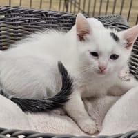 BABA, chat à adopter