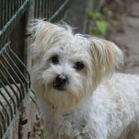 PEANUTS CHAO, chien à adopter