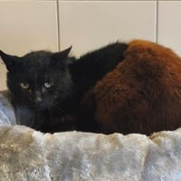 MECANO, chat à adopter