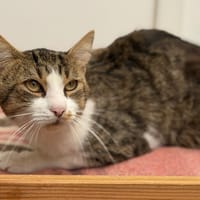 Malcolm CAB5604, chat à adopter
