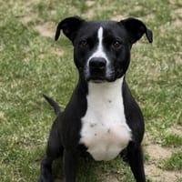 Lola CAA15424, chienne à adopter