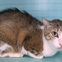 YARA, chatte à adopter