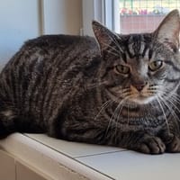 simba réservé, chat à adopter