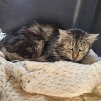 VICTOIRE, chatte à adopter