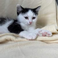 BAGUETTE, chatte à adopter