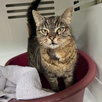 NALA, chatte à adopter