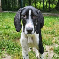 MARMITE, chienne à adopter