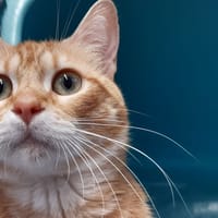 Tusmo, chat à adopter