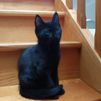 TECNA, chatte à adopter