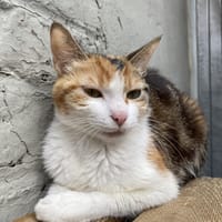 CHIPIE, chatte à adopter