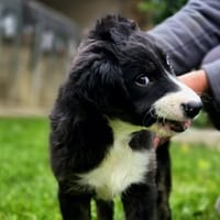 MORVYA, chienne à adopter